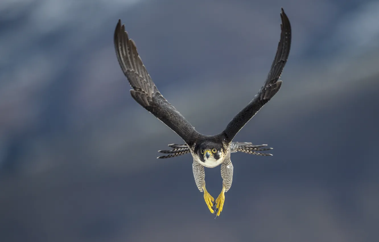 Photo wallpaper Predator, bird, flight, Falcon