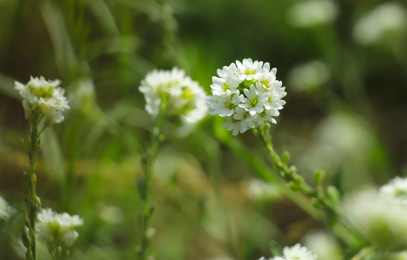 Photo wallpaper white, flower, meadow