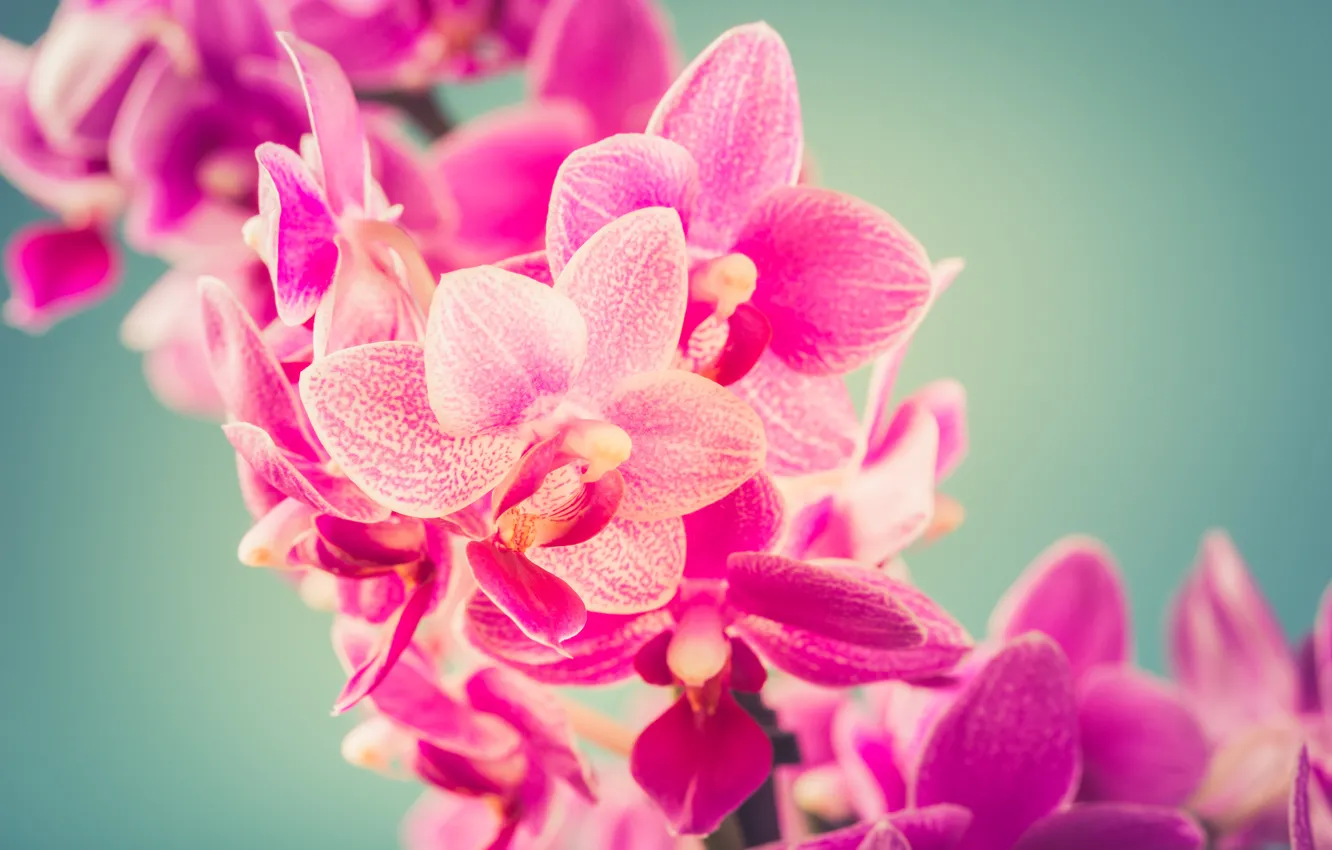 Photo wallpaper branches, background, pink, Orchid, Iryna Melnyk