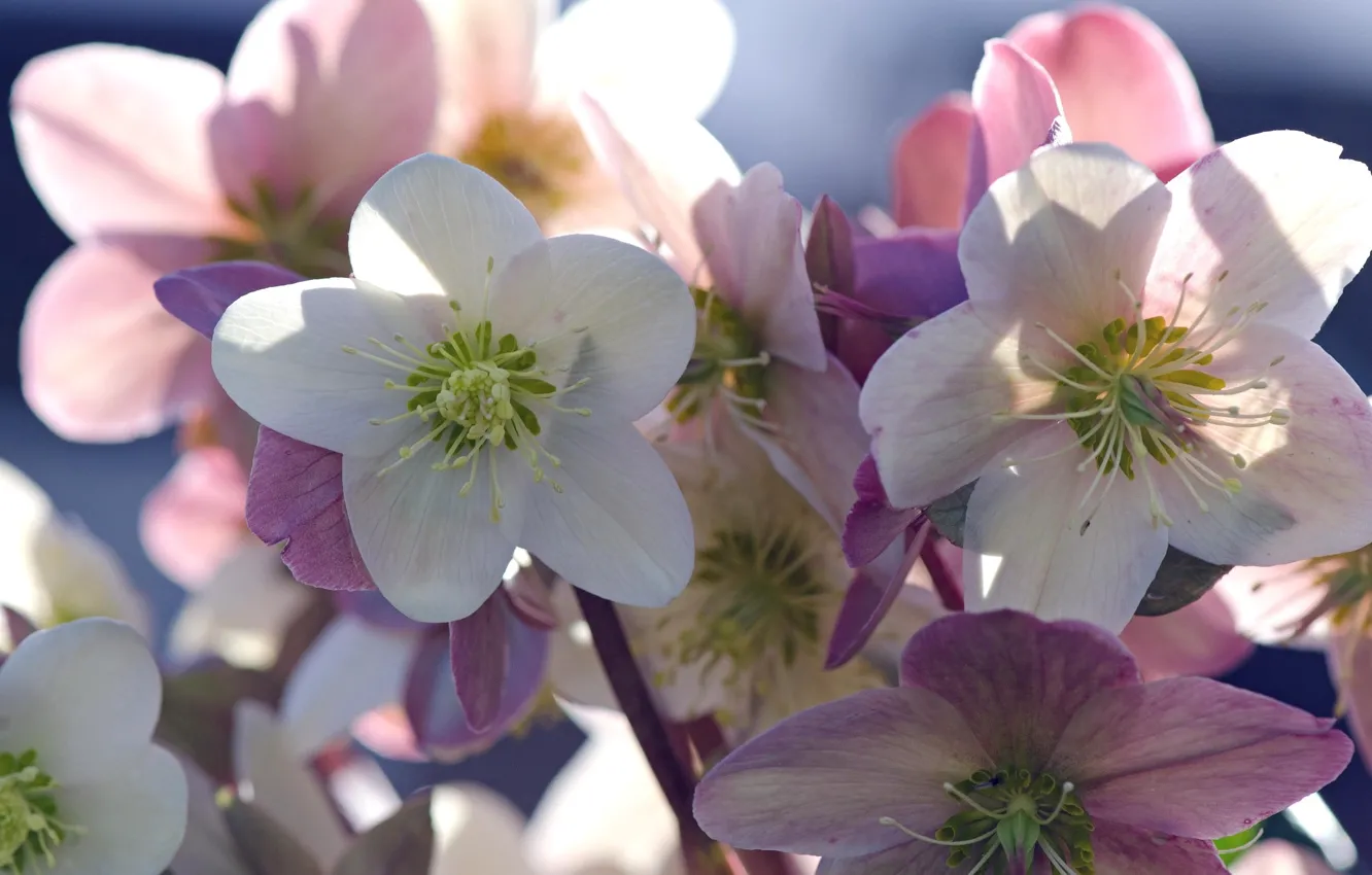 Photo wallpaper flowers, Sunny, hellebore, Helleborus