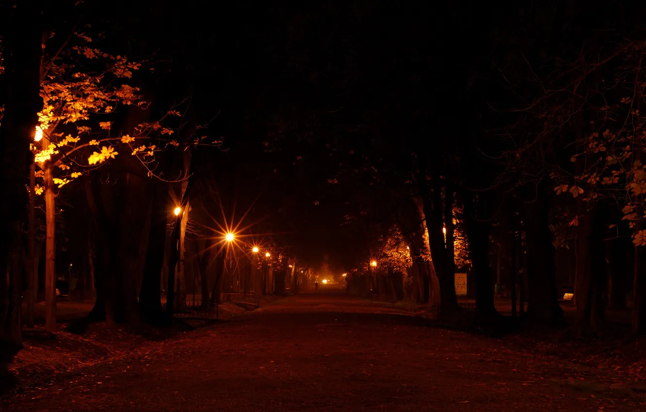 Photo wallpaper road, light, trees, night, lights, city, tree, mood