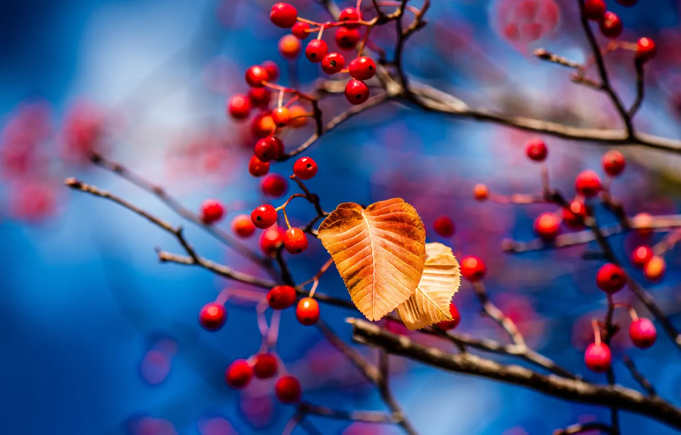 Photo wallpaper autumn, leaves, branches, berries, leaf, blur, fruit, red
