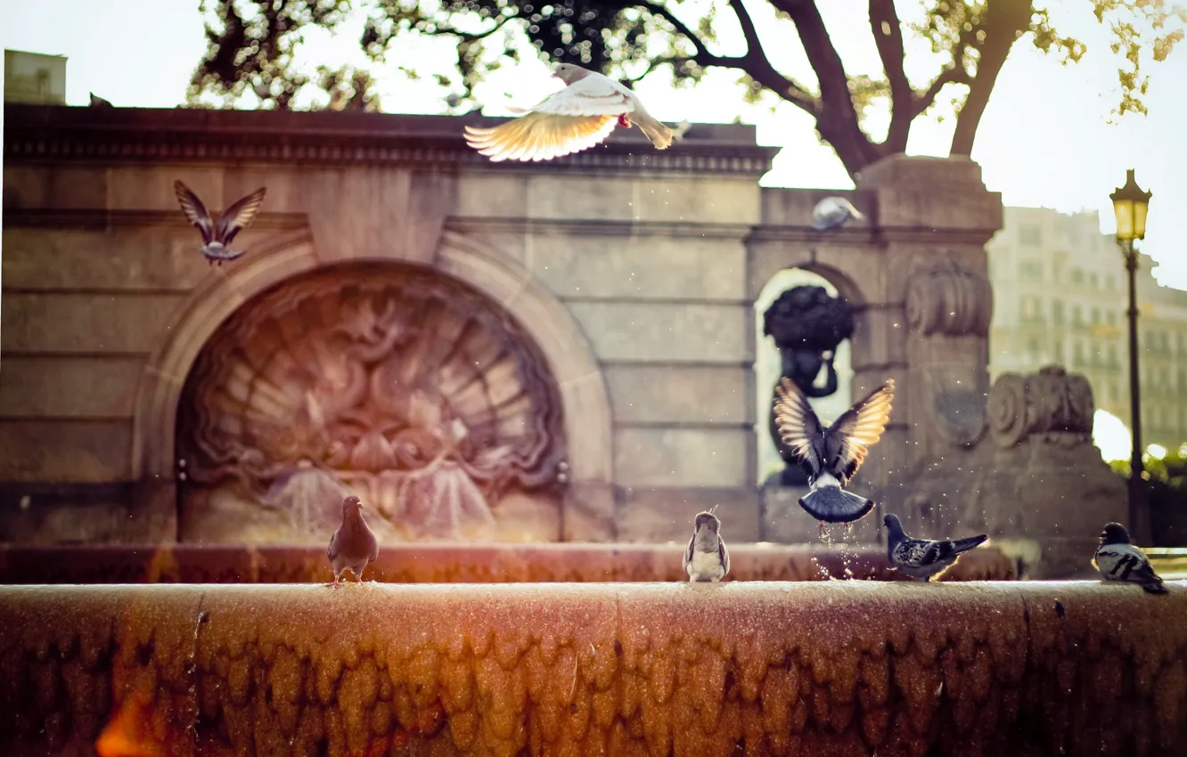 Photo wallpaper the sun, rays, the city, street, pigeons, fountain, Spain, Barcelona