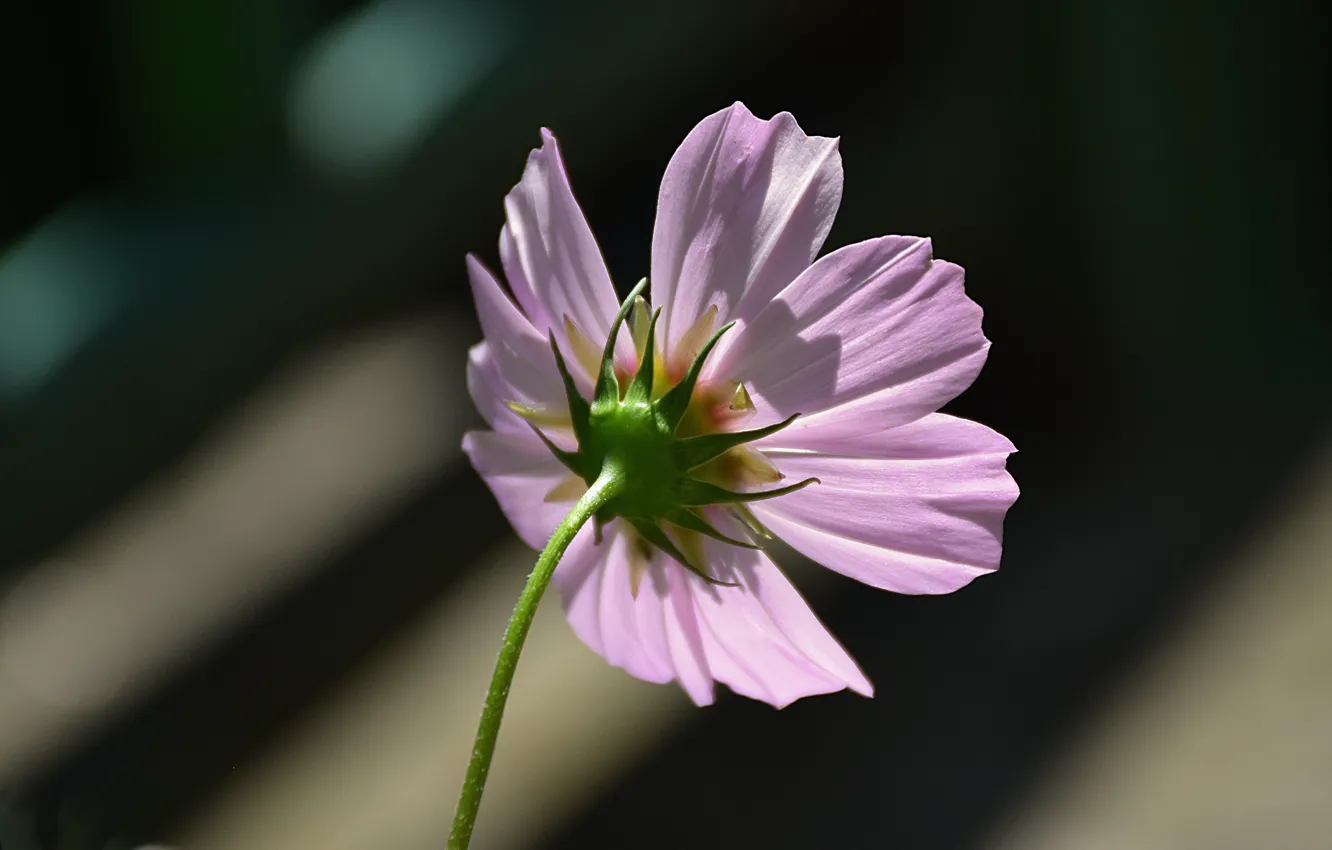 Photo wallpaper macro, macro, bokeh, bokeh, kosmeya, Kosmeya