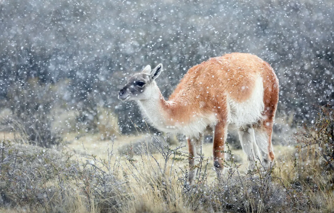 Photo wallpaper winter, snow, nature, snowfall, Lama