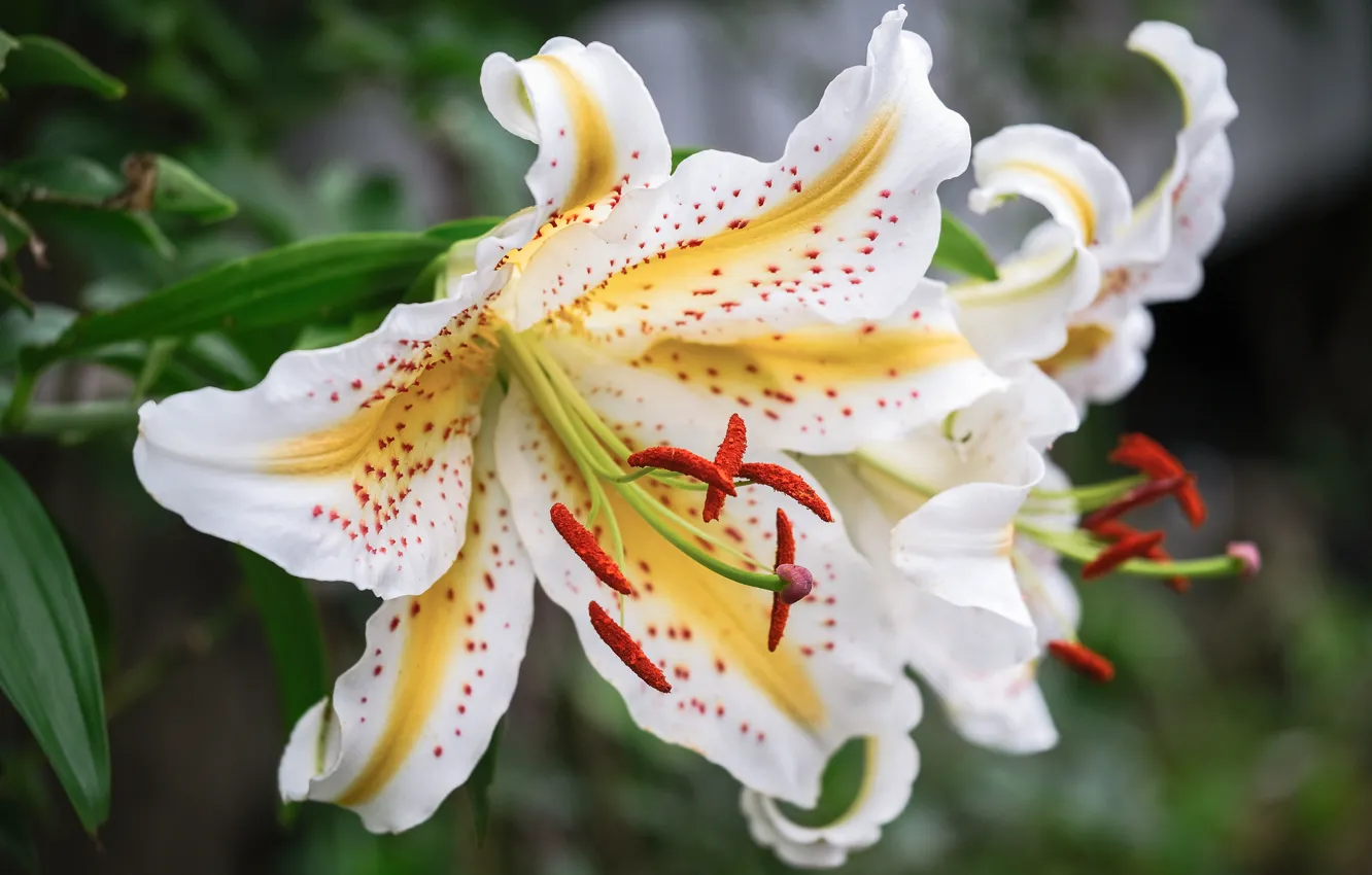 Photo wallpaper macro, Lily, petals, stamens, white, yellow, speckled