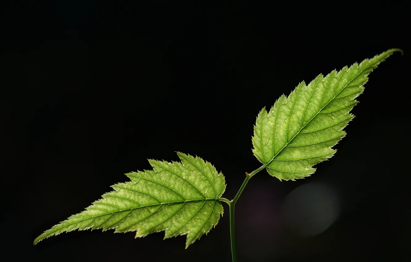 Photo wallpaper leaves, nature, background