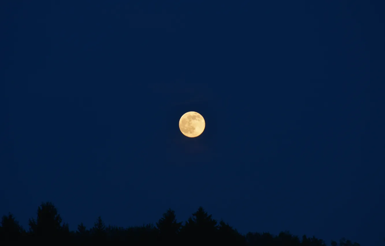 Photo wallpaper the sky, trees, night, nature, the moon, the full moon