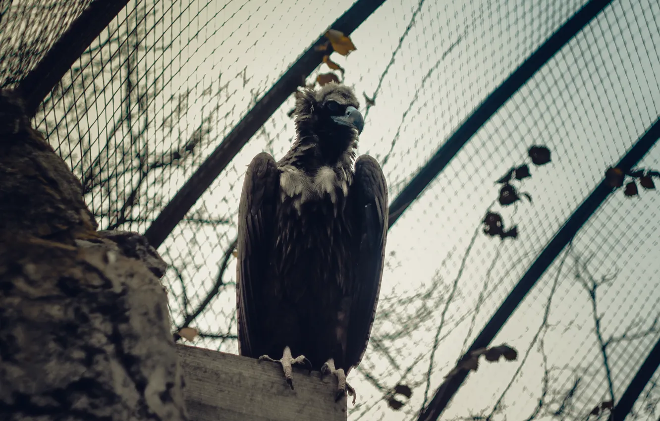 Photo wallpaper bird, eagle, dark, zoo, eagle