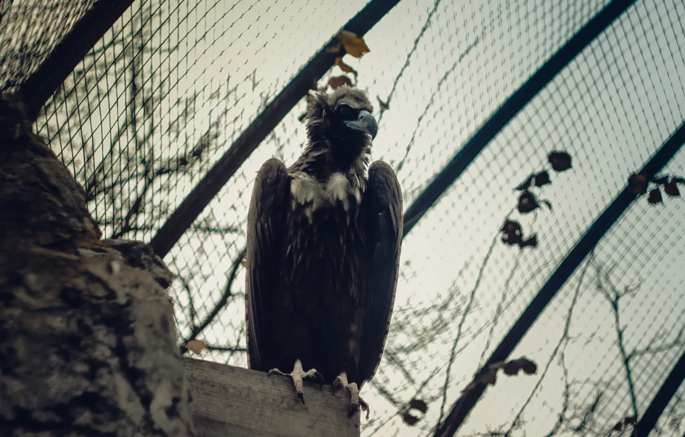 Photo wallpaper bird, eagle, dark, Eagle, zoo