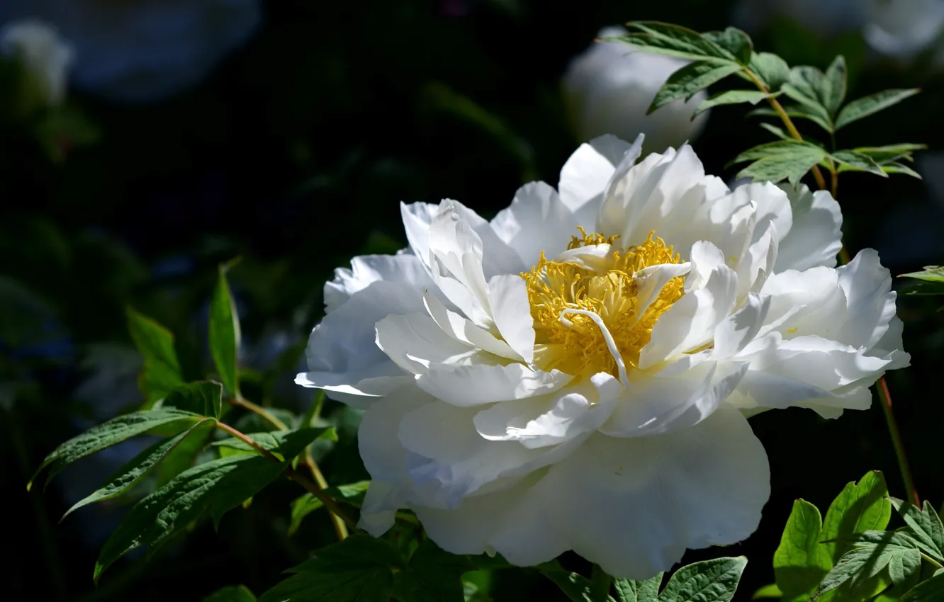 Photo wallpaper white, peonies, lush