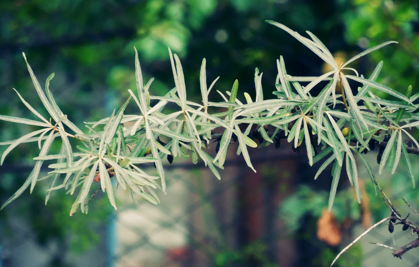 Photo wallpaper macro, trees, nature, bokeh, Linden