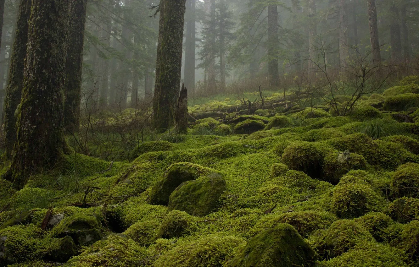 Photo wallpaper forest, trees, nature, stones, moss
