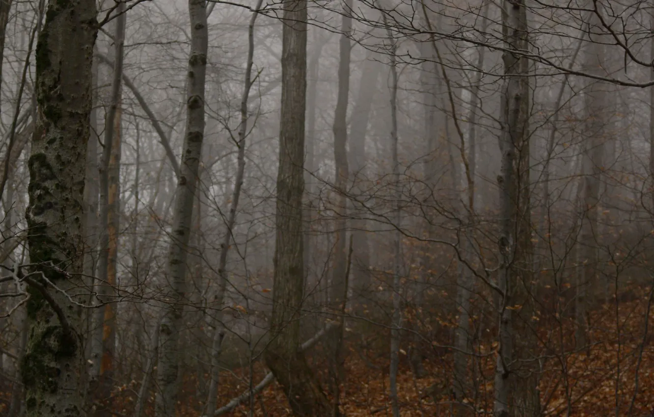 Photo wallpaper forest, trees, nature, fog, USA, Catskills