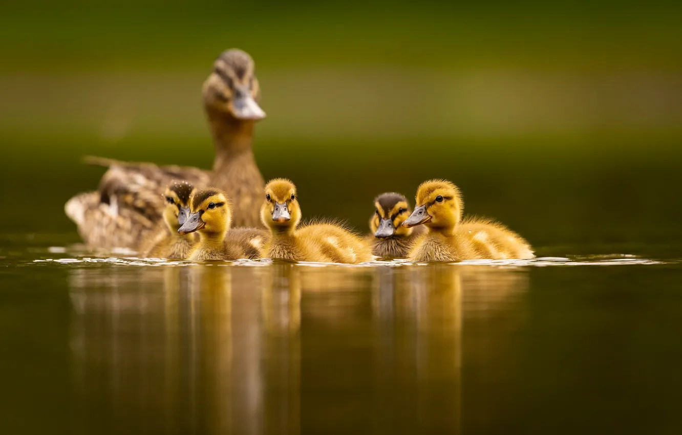 Photo wallpaper water, nature, bird, duck, duck, Chicks