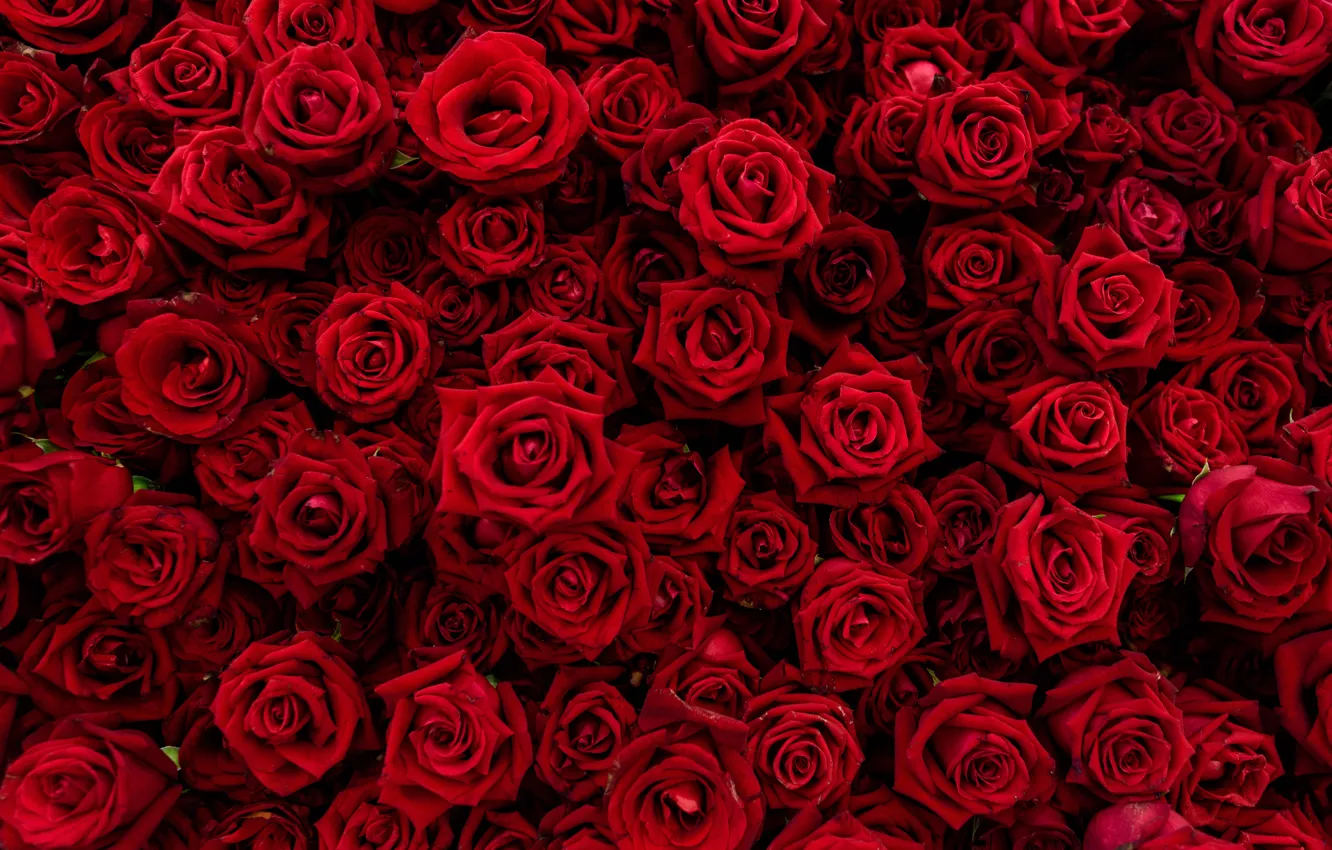 Photo wallpaper flowers, red, Roses, buds