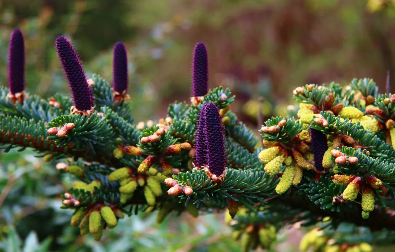 Photo wallpaper purple, branches, nature, needles, bumps