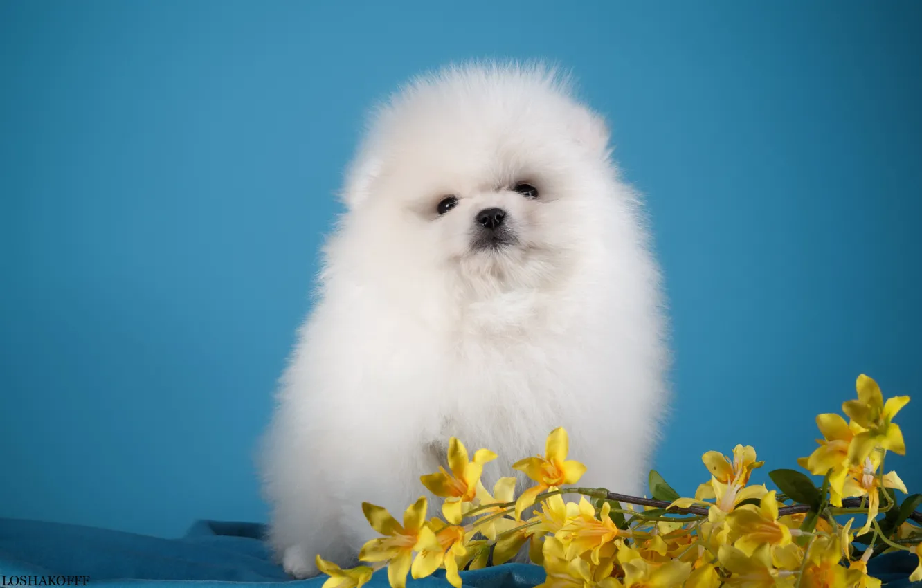 Photo wallpaper white, flowers, puppy, Spitz