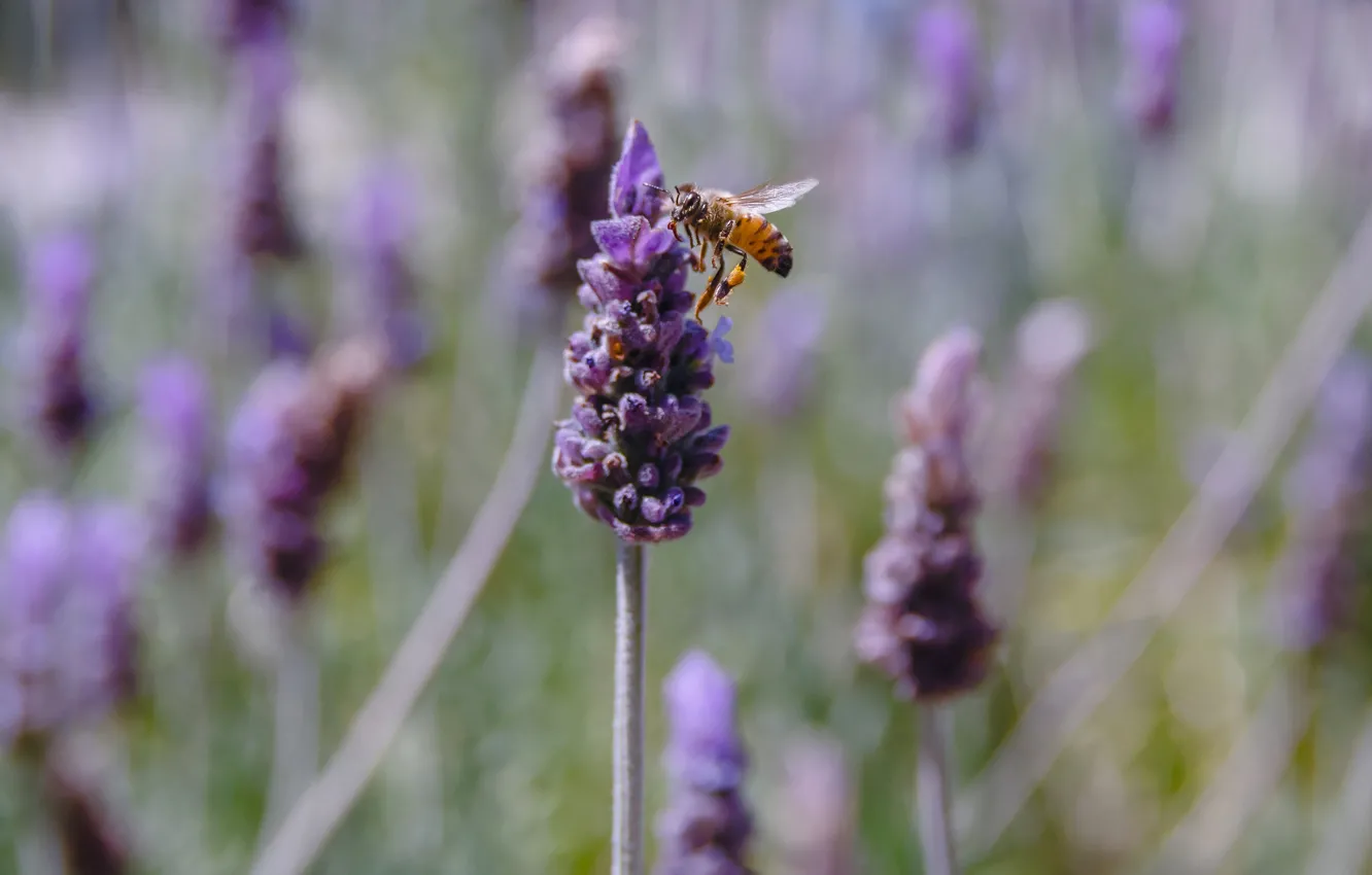 Photo wallpaper flower, bee, insect, lavender