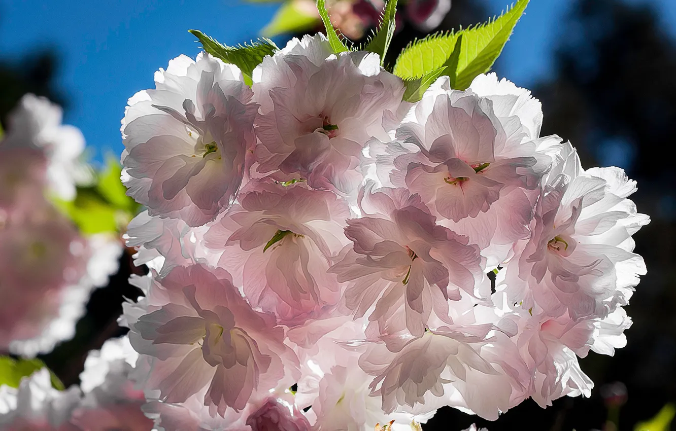 Photo wallpaper leaves, light, flowers, branches, treatment, spring, petals, Sakura