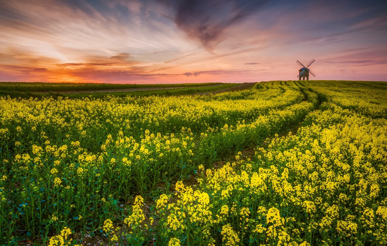 Photo wallpaper road, field, the sky, clouds, sunset, flowers, yellow, dal