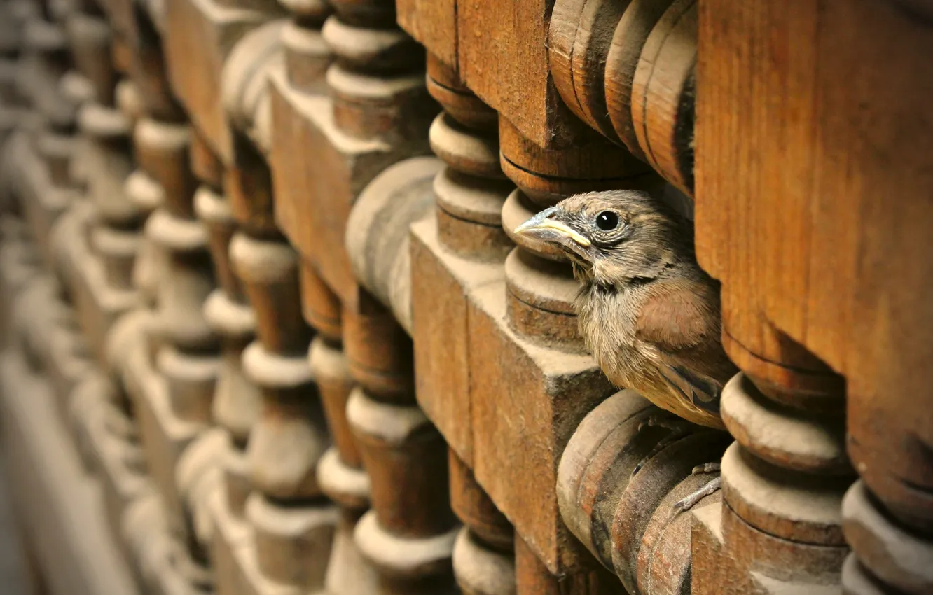 Photo wallpaper wood, carved wood, small bird