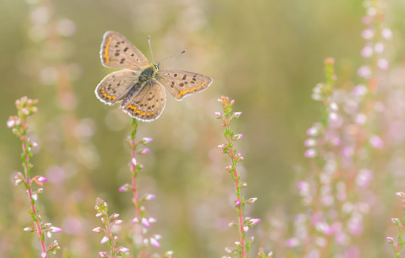 Photo wallpaper flowers, background, butterfly, nature