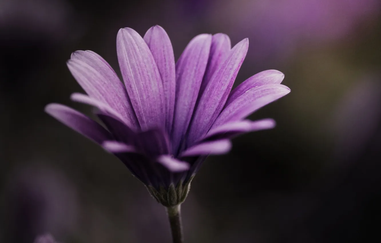 Photo wallpaper purple, macro, flowers, plant, color, petals