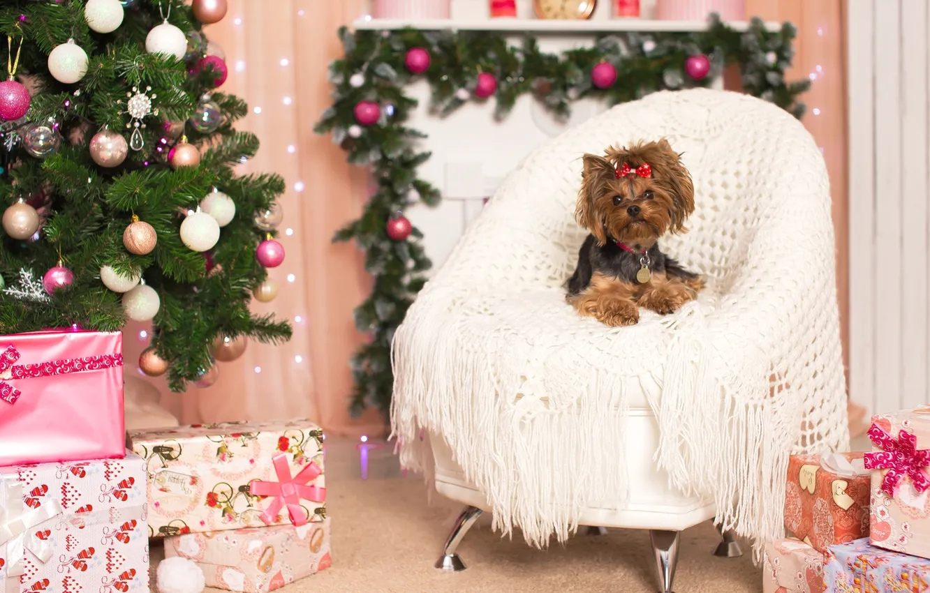 Photo wallpaper holiday, tree, new year, chair, bow, Yorkshire Terrier