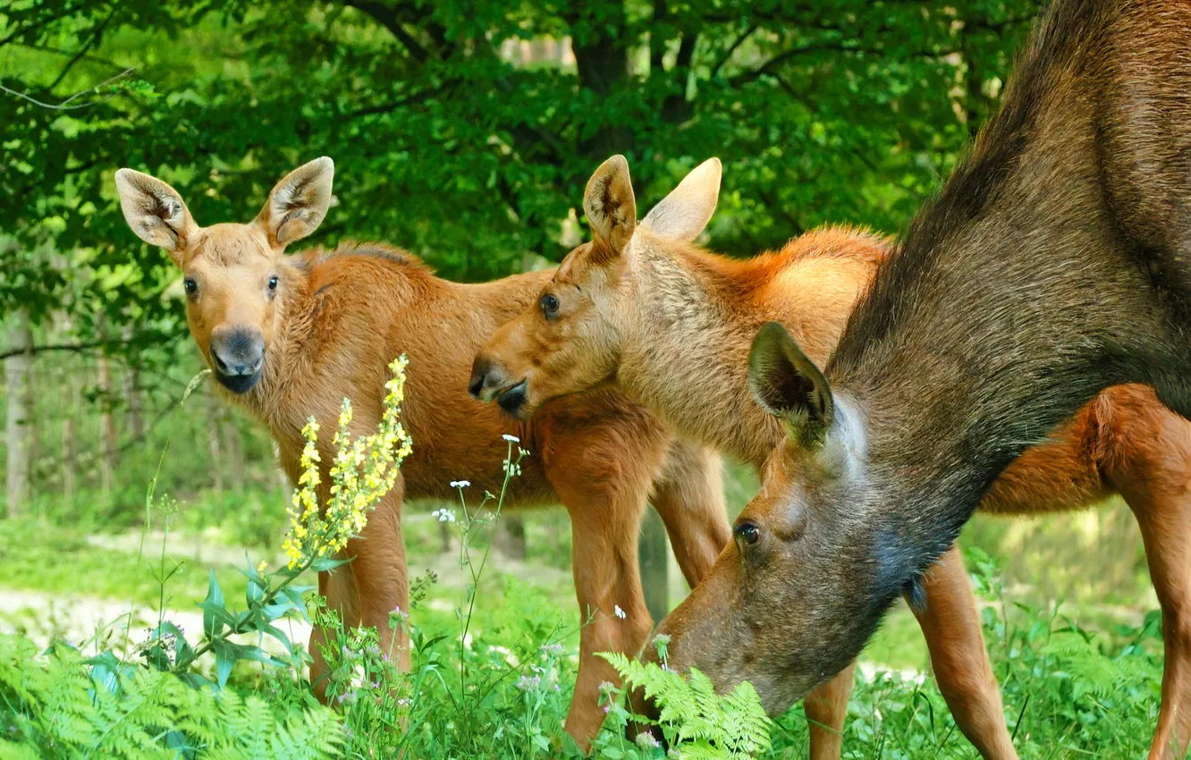 Photo wallpaper grass, family, cub, moose, family, calf