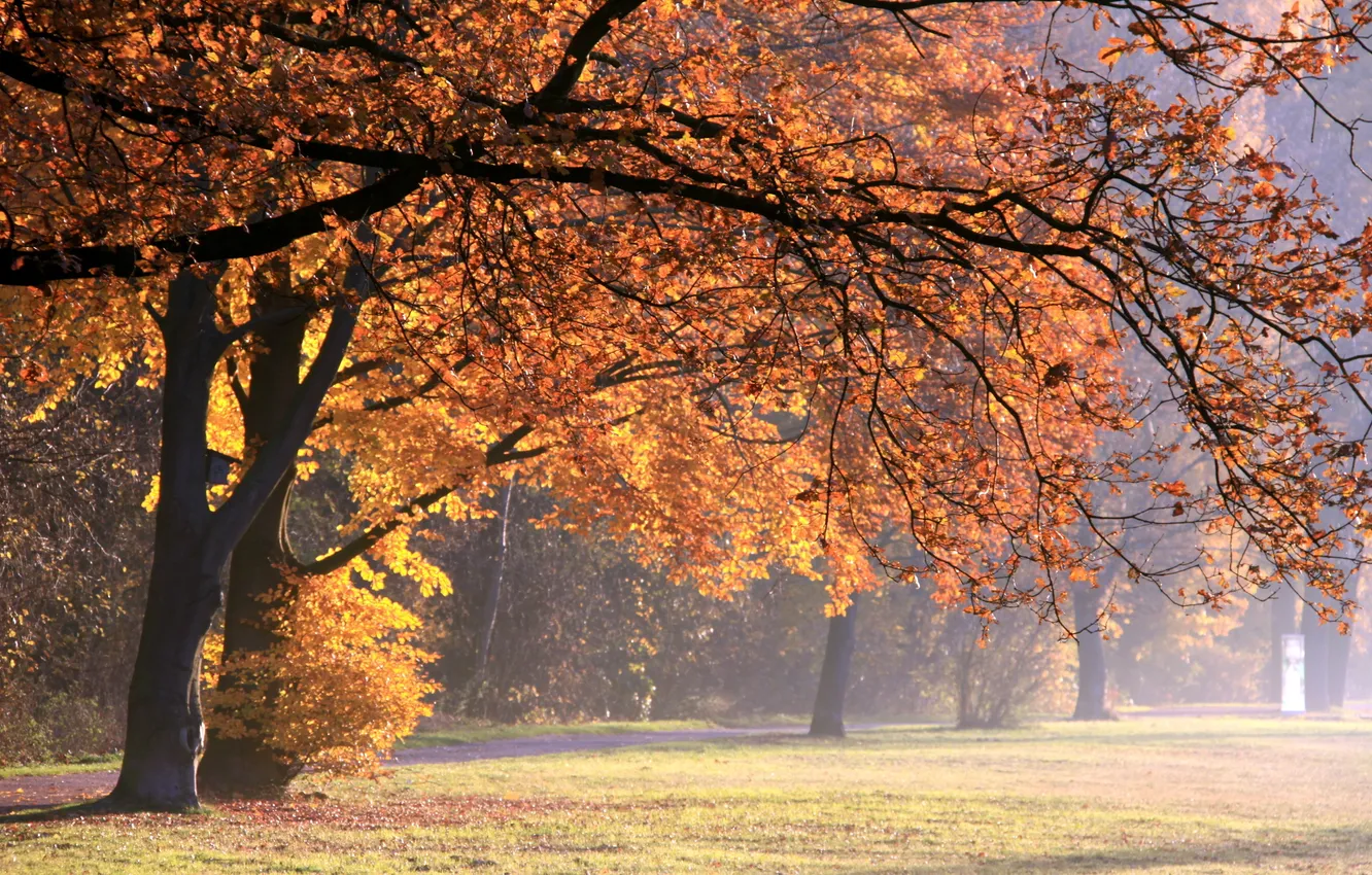 Photo wallpaper autumn, nature, Park