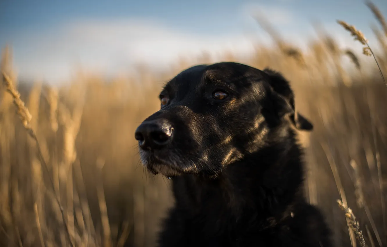 Photo wallpaper look, each, dog