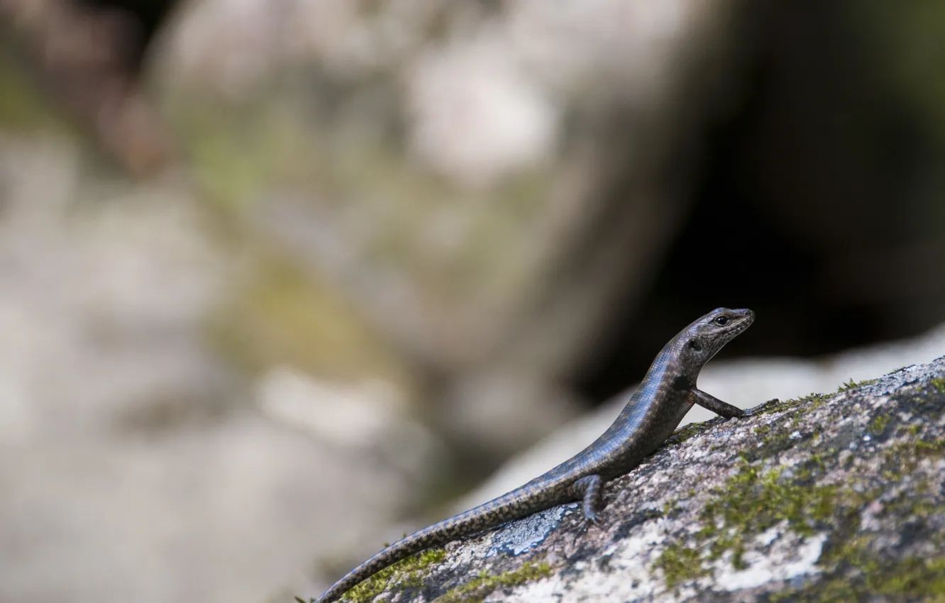 Photo wallpaper stone, lizard, tail