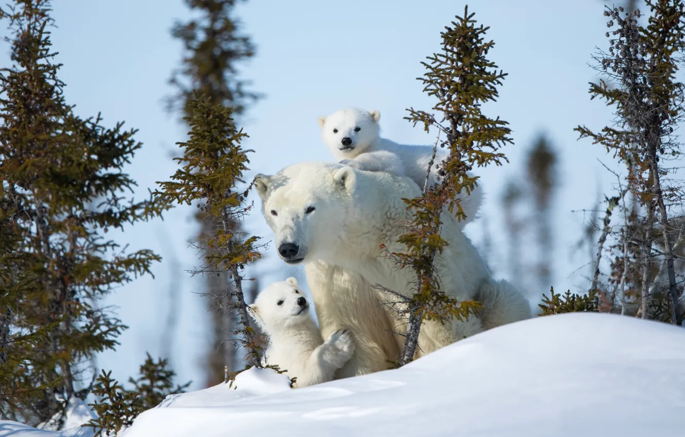 Photo wallpaper winter, snow, bears, polar bears, bear, motherhood, polar bears