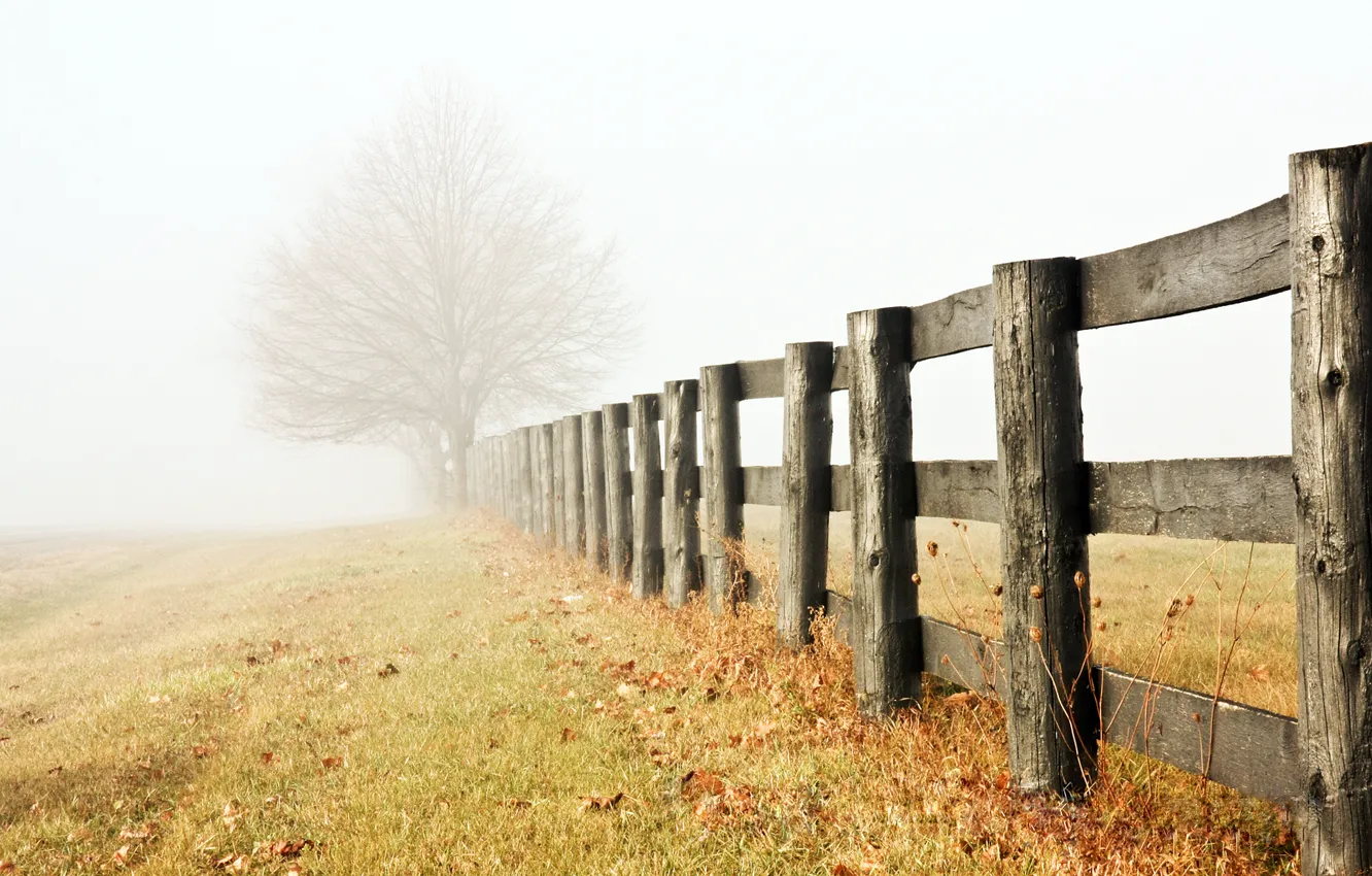 Photo wallpaper fog, tree, the fence, morning, haze, alone, grass, late autumn