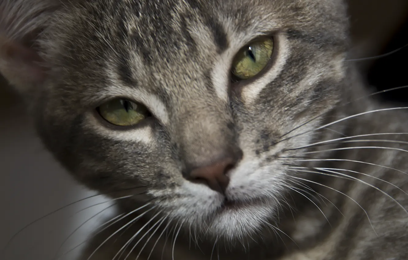 Photo wallpaper eyes, gray, fur, feline
