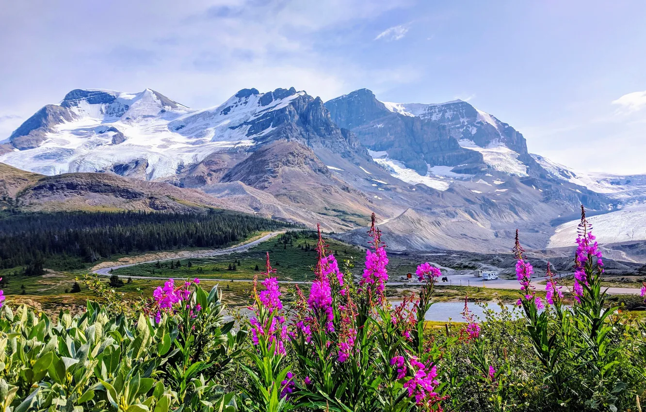 Photo wallpaper road, forest, the sky, snow, flowers, mountains, tops, slope