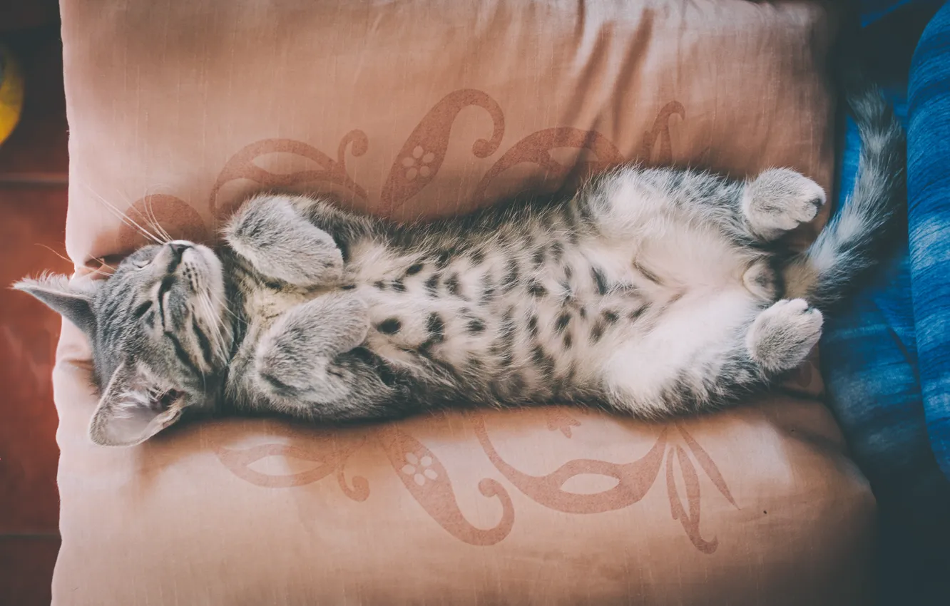 Photo wallpaper cat, kitty, wool, belly, sleeping