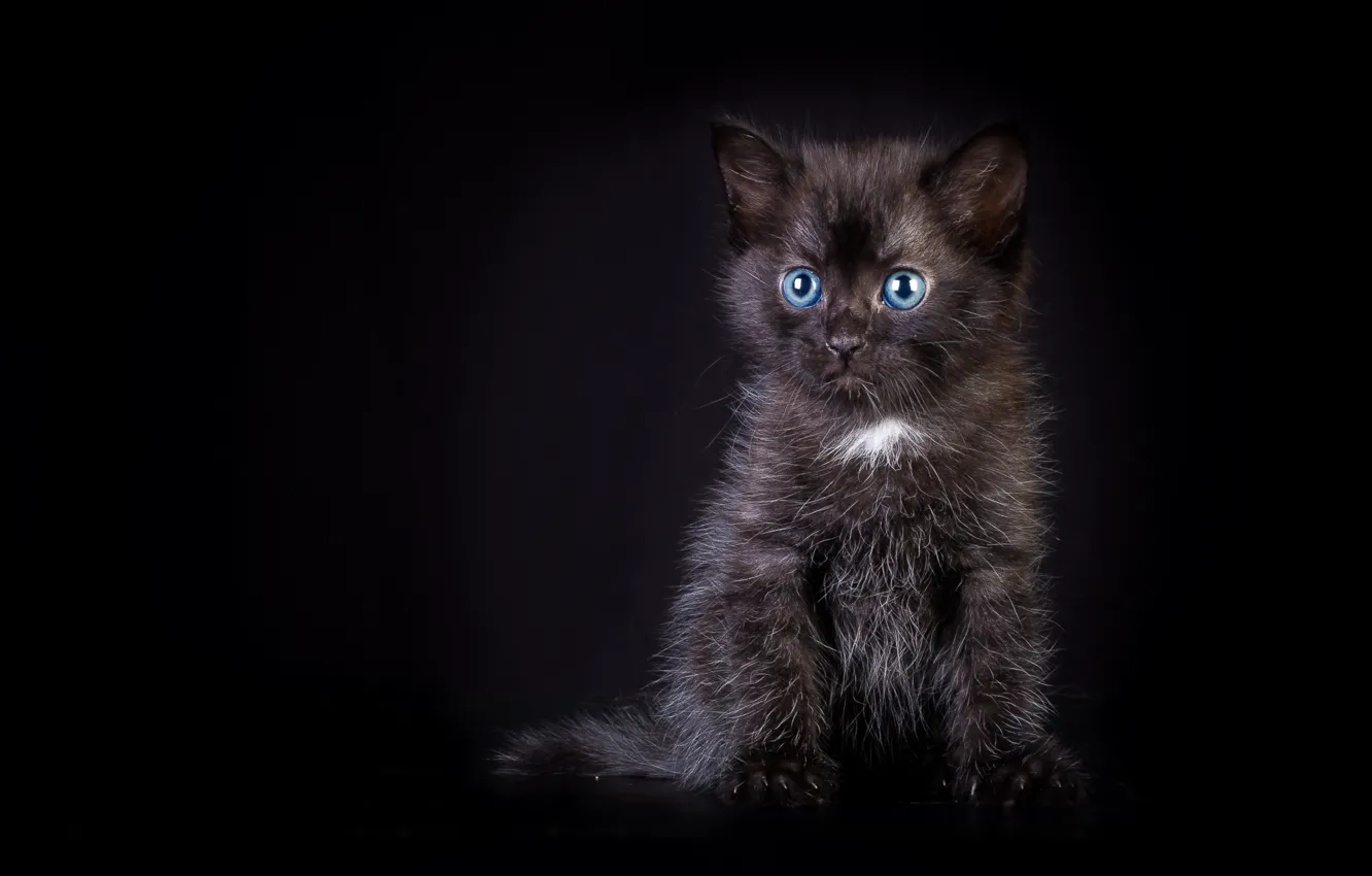 Photo wallpaper kitty, black, baby
