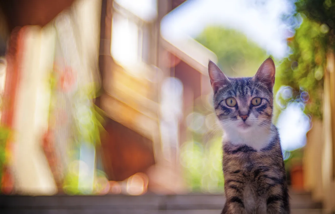Photo wallpaper kitty, striped, bokeh