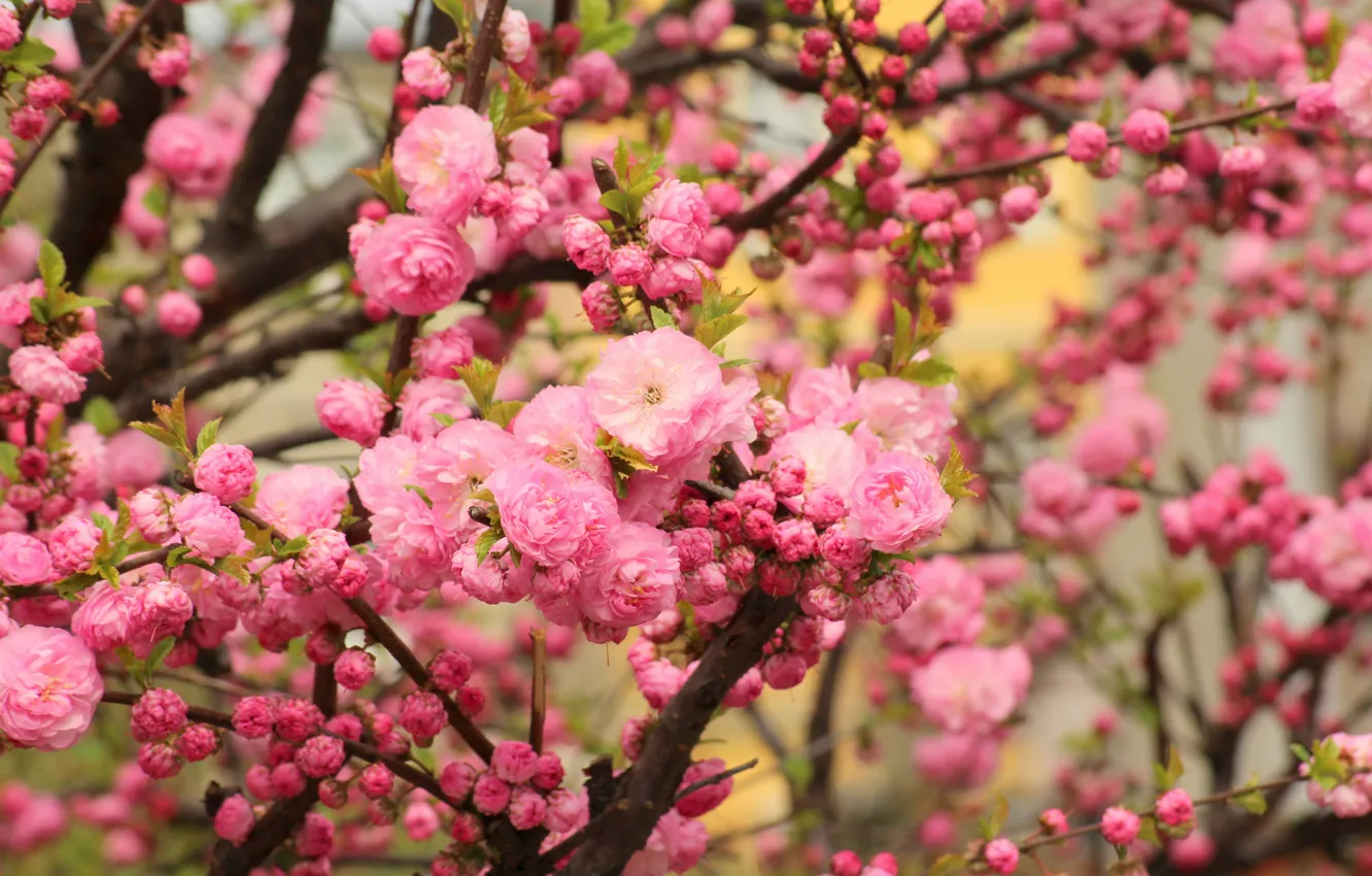 Photo wallpaper flowers, branches, beauty, spring, garden, Sakura, pink, flowering