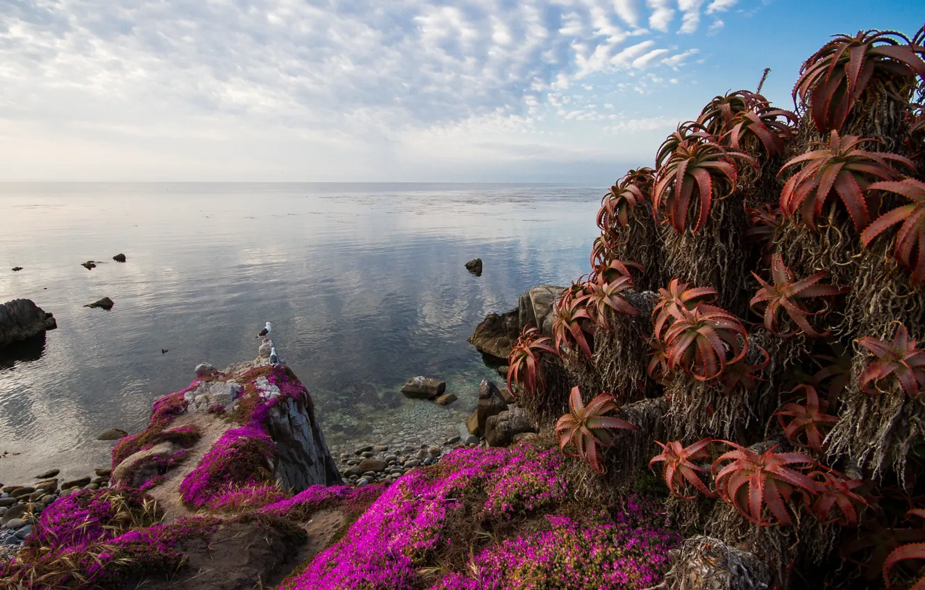 Photo wallpaper sea, the sky, clouds, algae, flowers, stones, bird, shore
