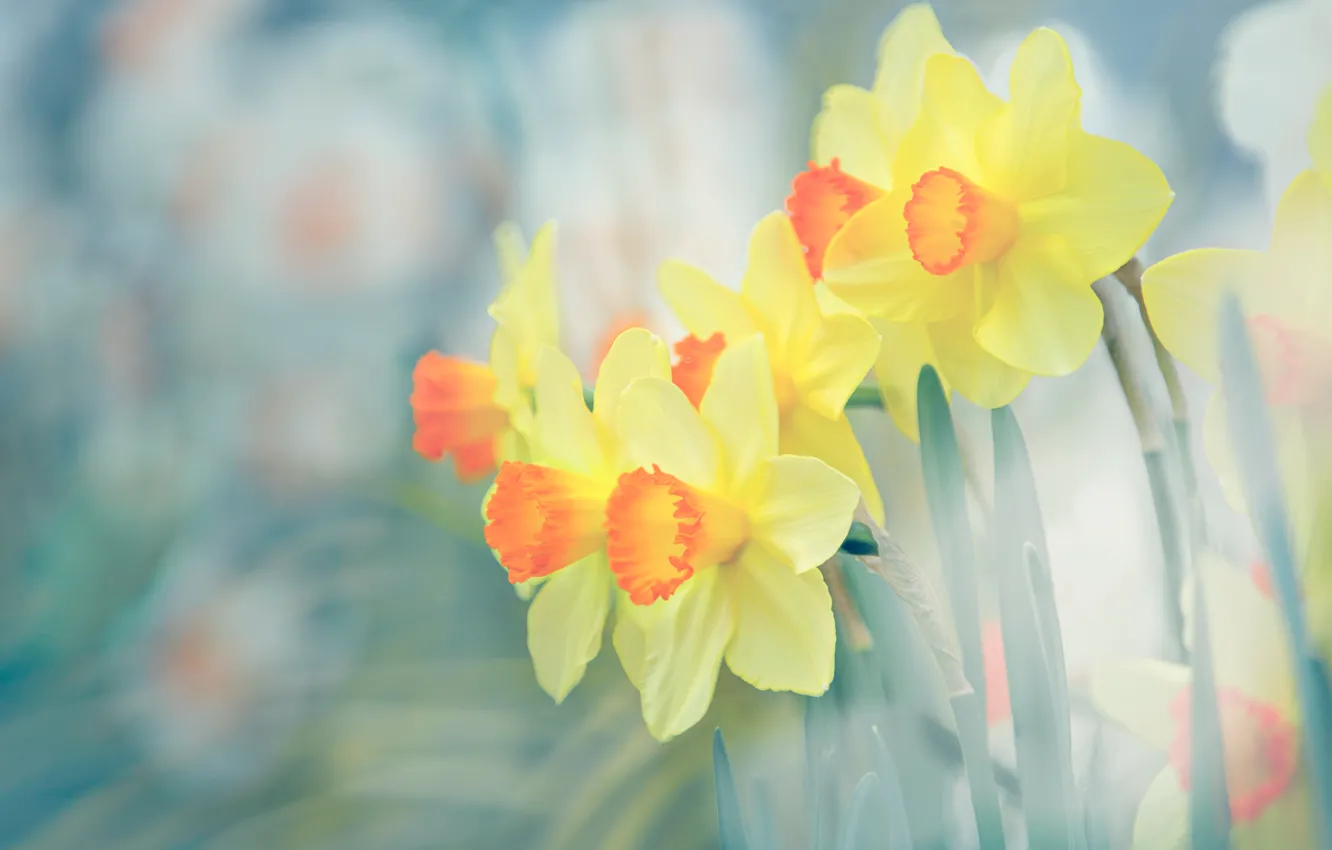 Photo wallpaper background, yellow, daffodils