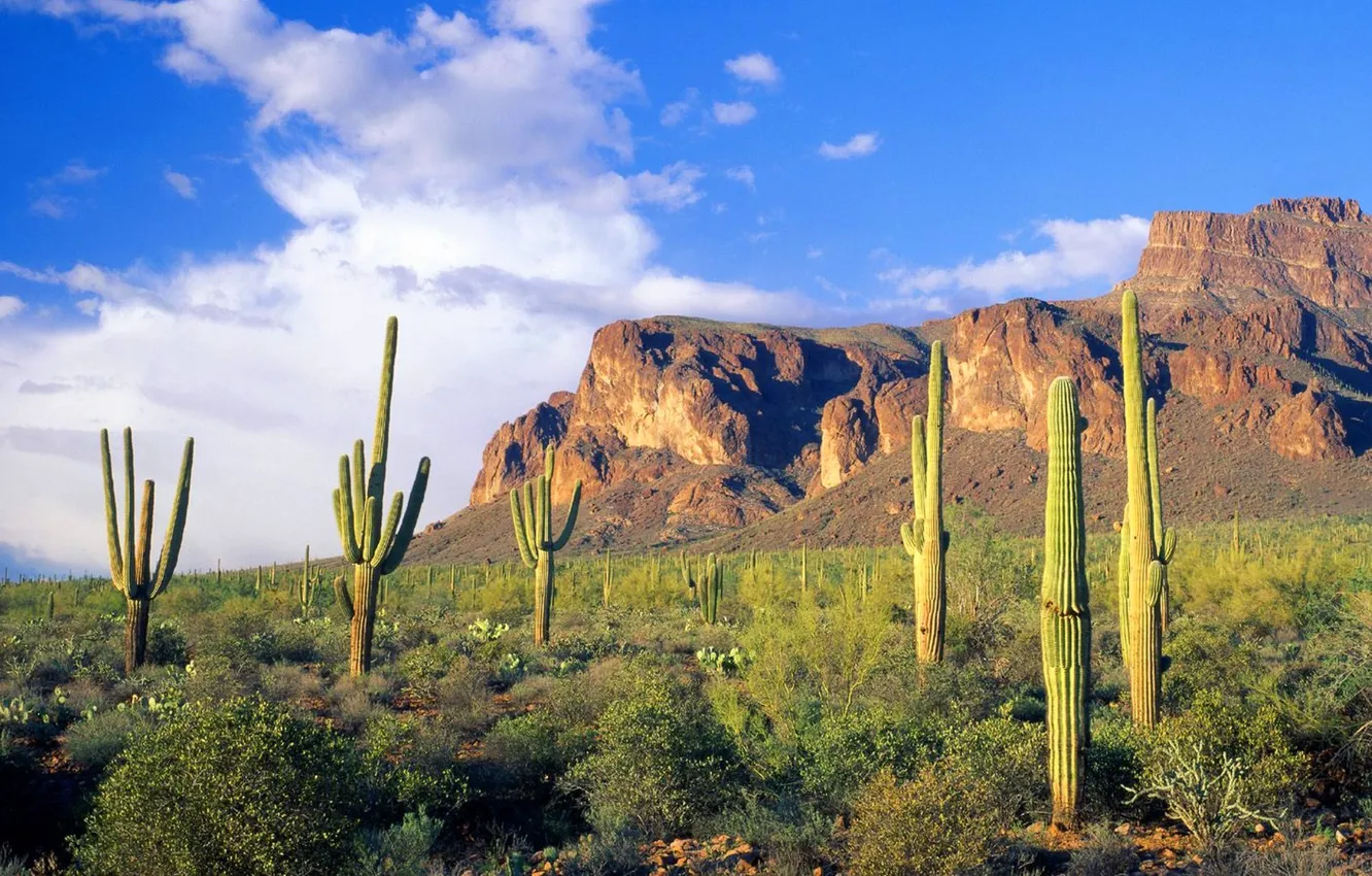 Photo wallpaper the sky, clouds, landscape, mountains, cactus