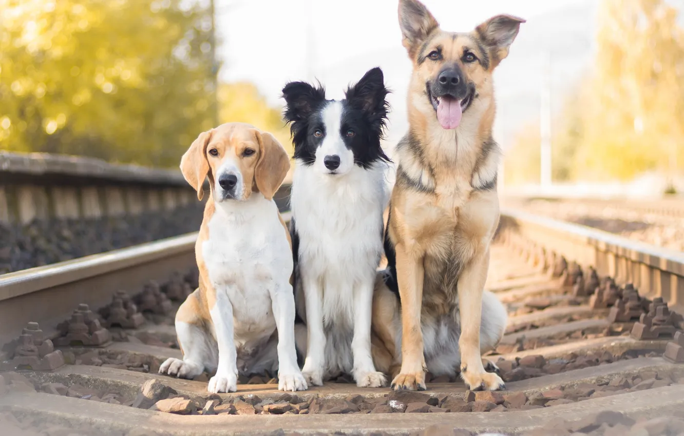 Photo wallpaper dogs, railroad, Shepherd, trio, Trinity, The border collie, Beagle
