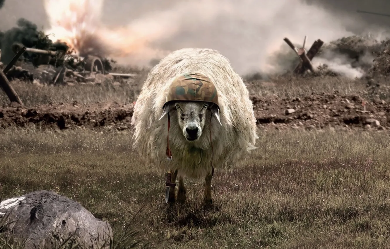 Photo wallpaper war, sheep, helmet