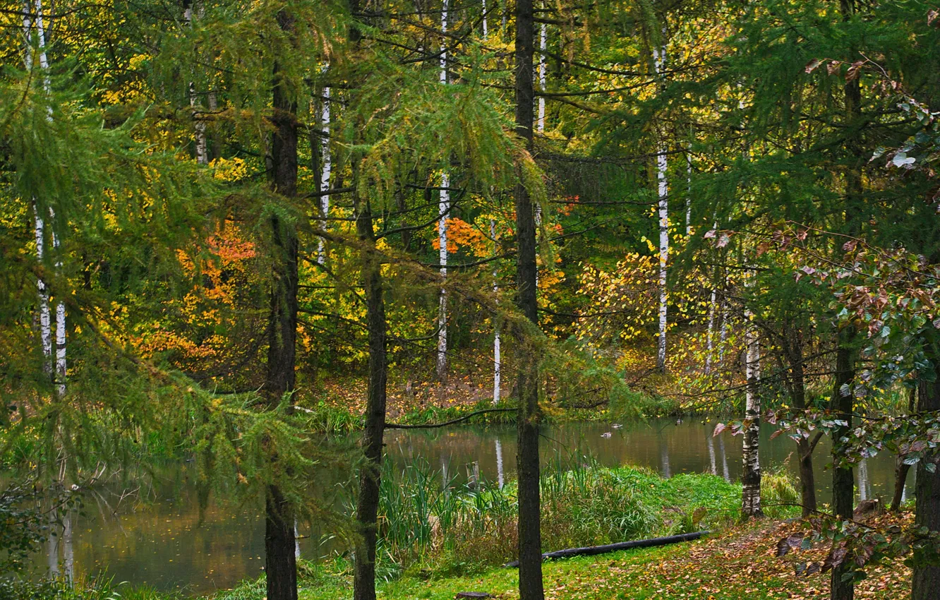 Photo wallpaper Nature, Autumn, Lake, Trees, Forest, Leaves, Park