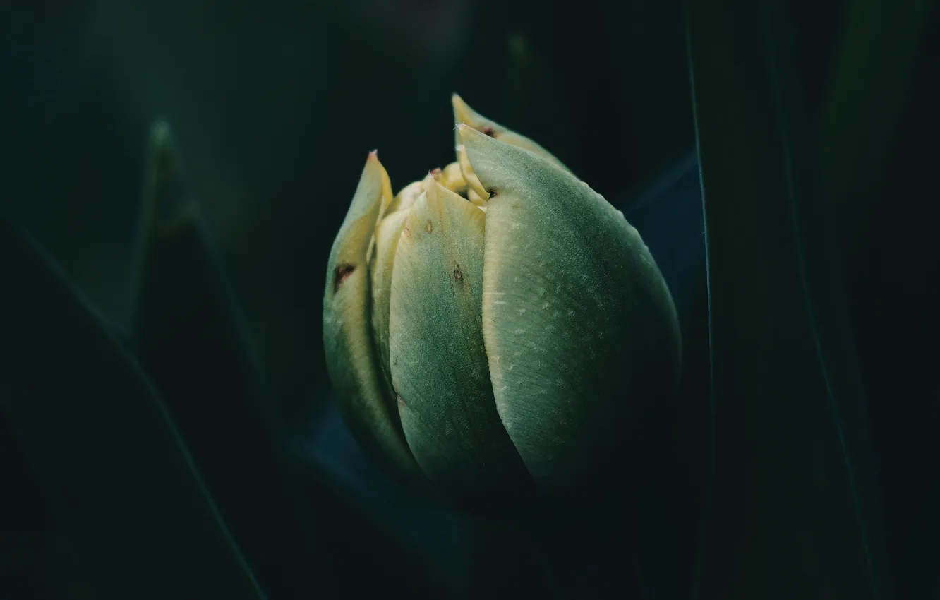 Photo wallpaper dark, plant, flower bud