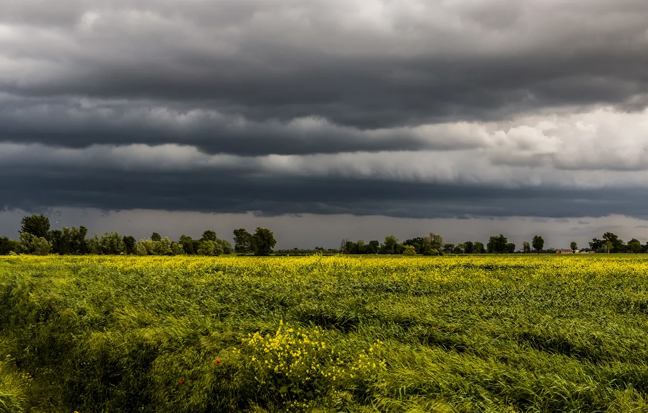 Photo wallpaper field, forest, the sky, clouds, spring, dal, meadow, space