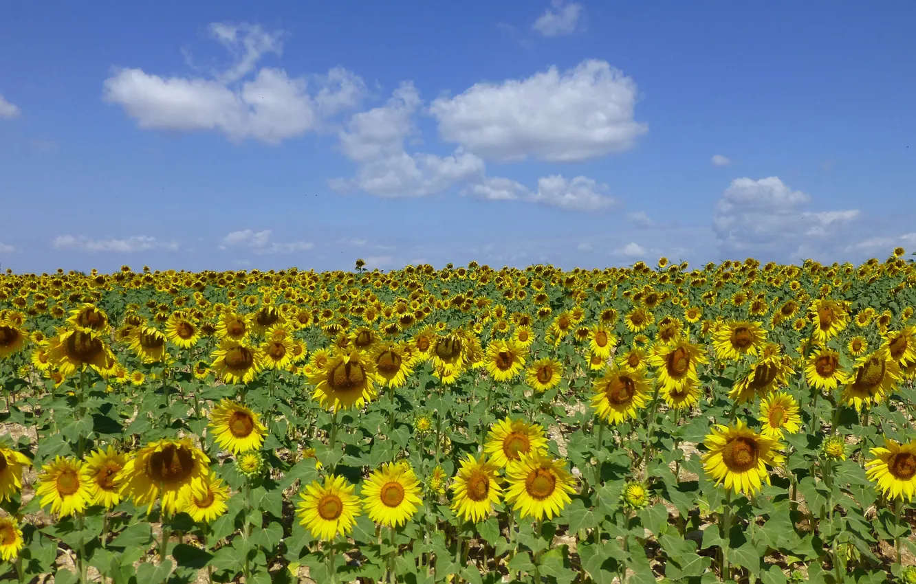 Photo wallpaper field, the sky, clouds, sunflowers